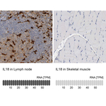IL-18 Antibody in Immunohistochemistry (Paraffin) (IHC (P))