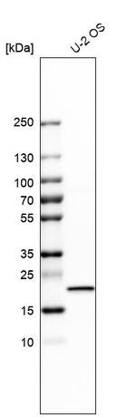 IL-18 Antibody in Western Blot (WB)