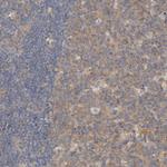 Carboxypeptidase B2 Polyclonal Antibody