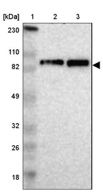 KIF2A Antibody in Western Blot (WB)