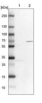 KIF2A Antibody in Western Blot (WB)