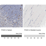 CD11c Antibody in Immunohistochemistry (Paraffin) (IHC (P))