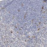 CD11c Antibody in Immunohistochemistry (Paraffin) (IHC (P))
