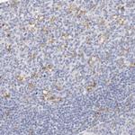 CD11c Antibody in Immunohistochemistry (Paraffin) (IHC (P))