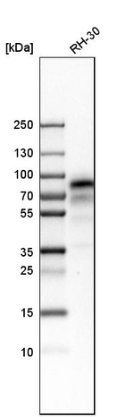 NGFR Antibody in Western Blot (WB)