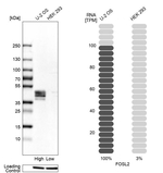 Fra2 Antibody in Western Blot (WB)