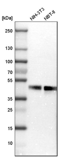 Fra2 Antibody in Western Blot (WB)