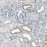 USP13 Antibody in Immunohistochemistry (Paraffin) (IHC (P))
