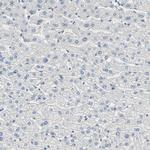 USP13 Antibody in Immunohistochemistry (Paraffin) (IHC (P))