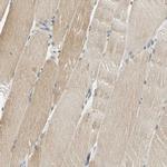 USP13 Antibody in Immunohistochemistry (Paraffin) (IHC (P))