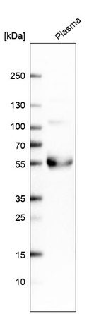 TFPI Antibody in Western Blot (WB)