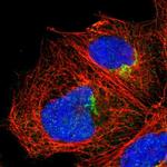 MEST Antibody in Immunocytochemistry (ICC/IF)