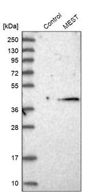 MEST Antibody in Western Blot (WB)