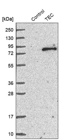 TEC Antibody in Western Blot (WB)