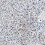 PEDF Antibody in Immunohistochemistry (Paraffin) (IHC (P))