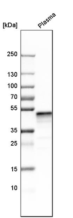 PEDF Antibody in Western Blot (WB)