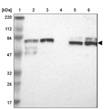 TRIM25 Antibody in Western Blot (WB)