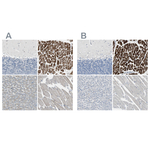 FHL2 Antibody in Immunohistochemistry (Paraffin) (IHC (P))