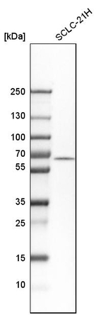 RAP1 Antibody in Western Blot (WB)