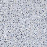 RAD9 Antibody in Immunohistochemistry (Paraffin) (IHC (P))