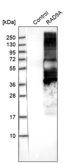 RAD9 Antibody in Western Blot (WB)
