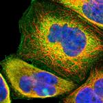 USP2 Polyclonal Antibody