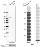 Sortilin Antibody in Western Blot (WB)