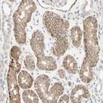 K-cadherin Antibody in Immunohistochemistry (Paraffin) (IHC (P))