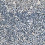 K-cadherin Antibody in Immunohistochemistry (Paraffin) (IHC (P))