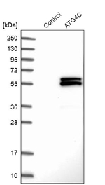 ATG4C Antibody in Western Blot (WB)