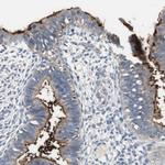 ALPL Antibody in Immunohistochemistry (Paraffin) (IHC (P))