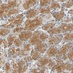 GPR153 Polyclonal Antibody