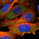 USP2 Polyclonal Antibody