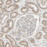 K-cadherin Antibody in Immunohistochemistry (Paraffin) (IHC (P))