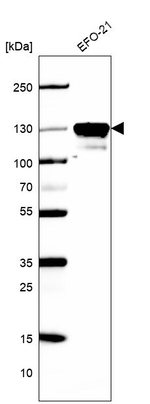 K-cadherin Antibody in Western Blot (WB)