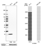 S100A6 Antibody in Western Blot (WB)