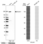 Collagen III Antibody in Western Blot (WB)