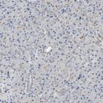 TAOK1 Antibody in Immunohistochemistry (Paraffin) (IHC (P))