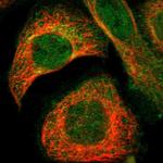 GNAI2 Antibody in Immunocytochemistry (ICC/IF)
