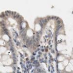 Protein S Antibody in Immunohistochemistry (Paraffin) (IHC (P))