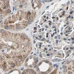 Protein S Antibody in Immunohistochemistry (Paraffin) (IHC (P))