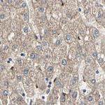 Protein S Antibody in Immunohistochemistry (Paraffin) (IHC (P))
