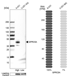 RAI3 Antibody in Western Blot (WB)