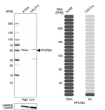 PFKFB3 Antibody in Western Blot (WB)