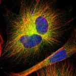 MAP2 Polyclonal Antibody