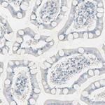 MAP2 Antibody in Immunohistochemistry (Paraffin) (IHC (P))