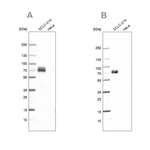 MAP2 Antibody in Western Blot (WB)