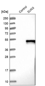 SUN3 Antibody in Western Blot (WB)