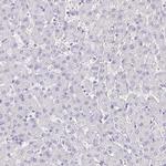 Synaptotagmin 1 Antibody in Immunohistochemistry (Paraffin) (IHC (P))