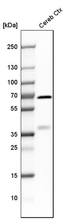 Synaptotagmin 1 Antibody in Western Blot (WB)